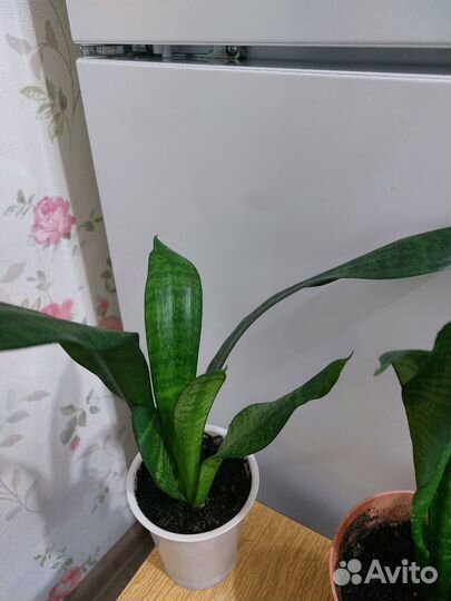 Сансевиерия робуста, ханни