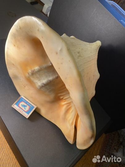 Раковина кассис (очень большая)