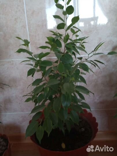 Фикус бенджамина