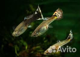 Рыбки гуппи