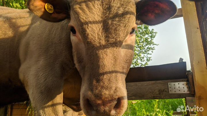 Бычек на племя