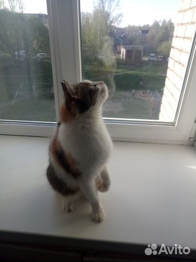 Трехцветная кошка