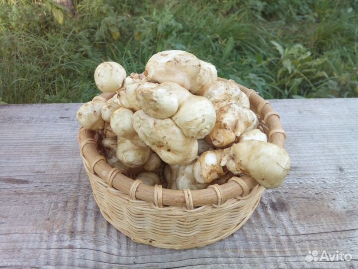 Клубни топинамбура 20 тонн