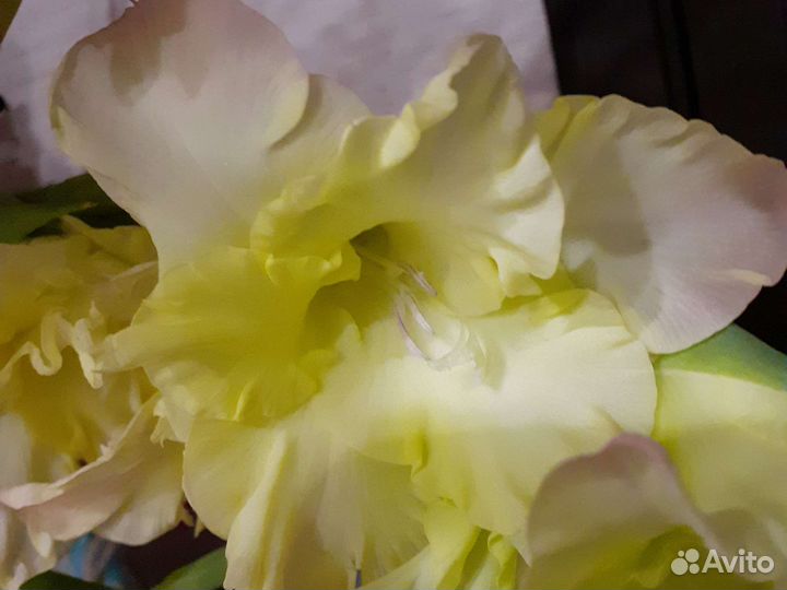 Цветы гдадиолусы