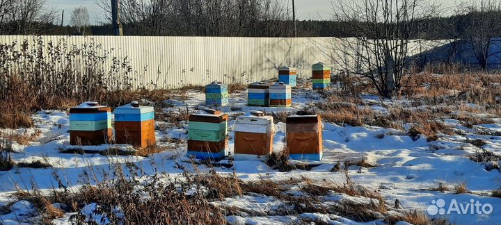 Продам пчел с ульями