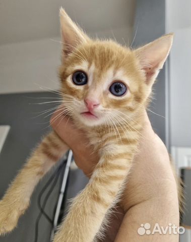 Рыжий прерыжий полосатый тигр в поисках семьи