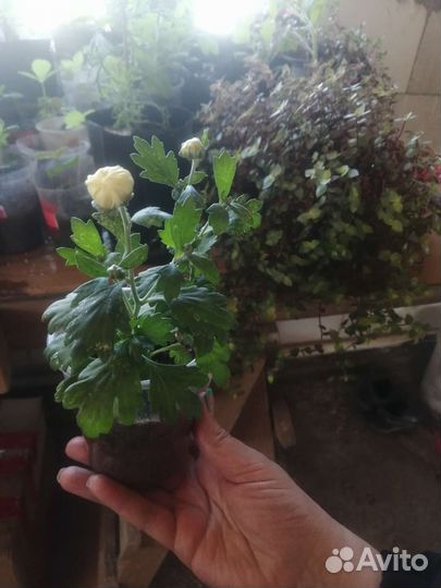 Цветы вегетативные