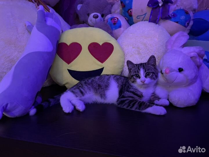 Котёнок в добрые руки, мальчик