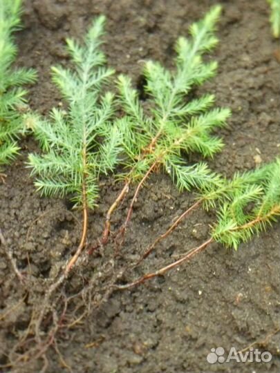 Сеянцы ели. Посадочный материал. окс