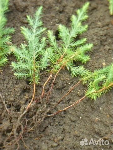 Сеянцы ели. Посадочный материал. окс