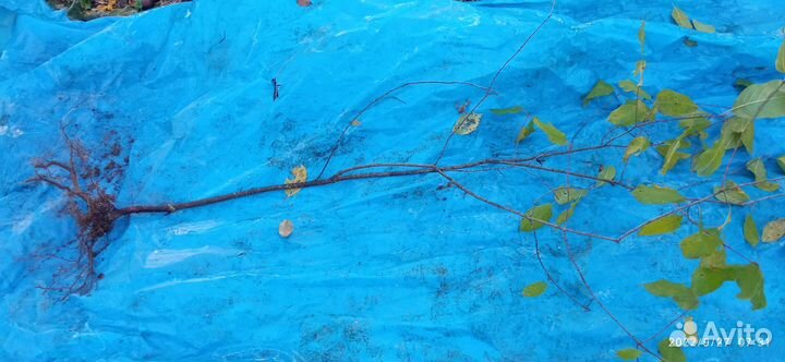 Саженцы крушины ломкой (медонос)