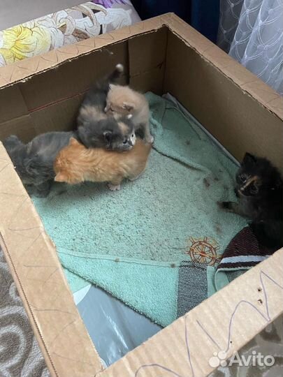 Отдам милых котят в добрые руки