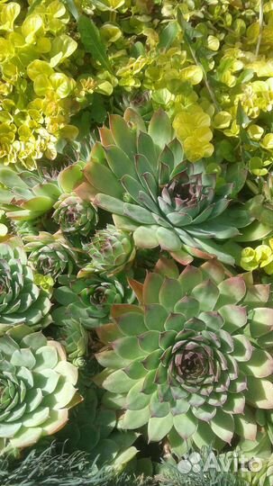 Садовые многолетники