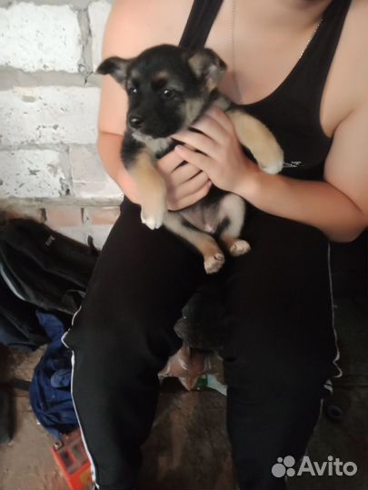 Щенки дворняжки девочки бесплатно, нашли на улице