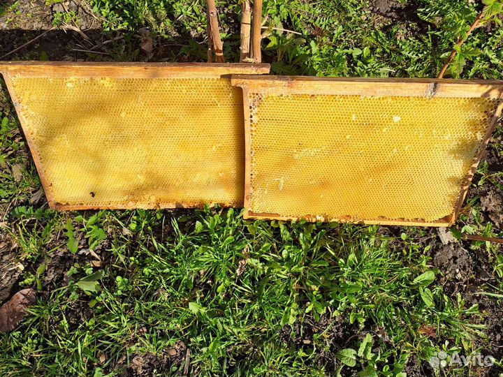 Сушь для пчел