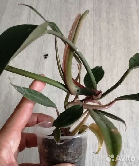 Филодендрон Карамель Марбл (клон)