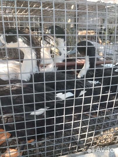 Самцы Утаков