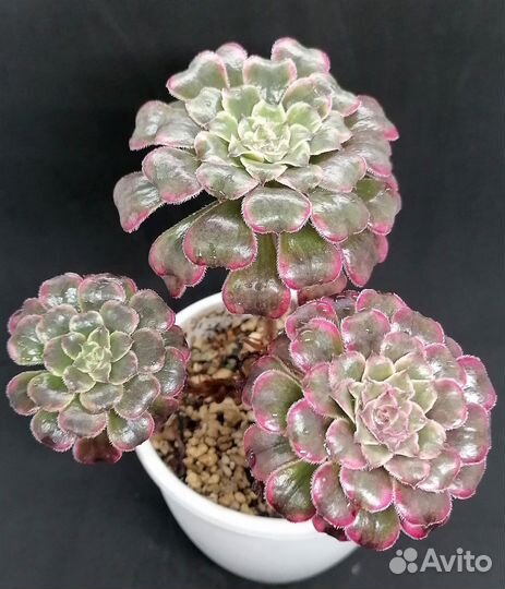 Эониумы сортовые. Часть 2