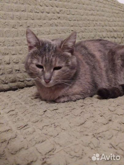 Кошки бесплатно