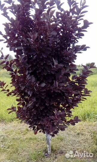 Краснолистная черёмуха шуберта