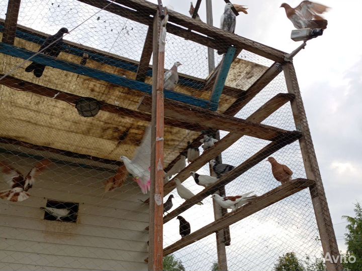 Продам Бакинских голубей