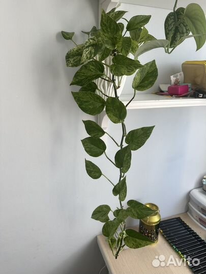 Лианы, сциндаптусы