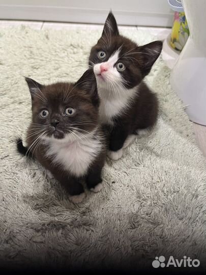 Котята