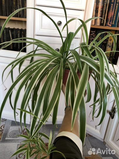 Хлорофитум