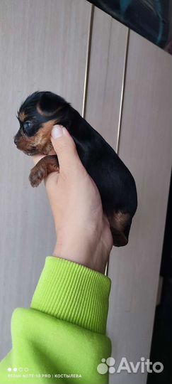 Йоркширский терьер