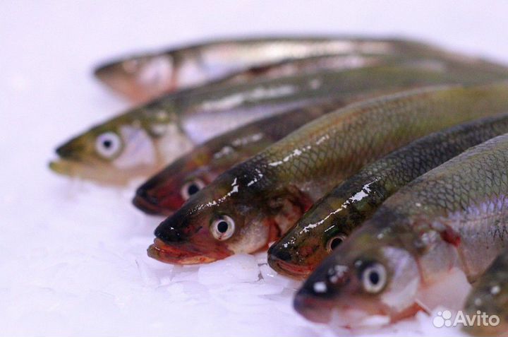 Корюшка свежая