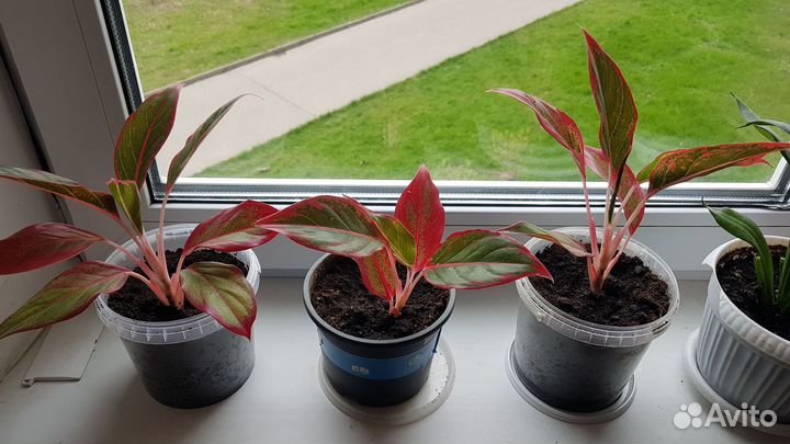 Аглоонема Крит