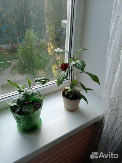 Гибискус китайская роза