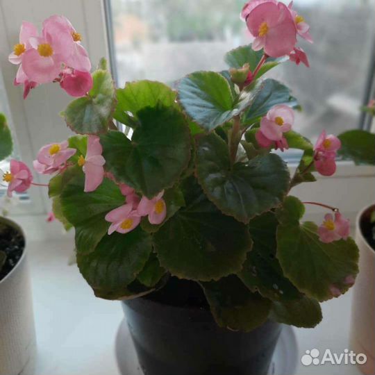 Комнатные растения цветы