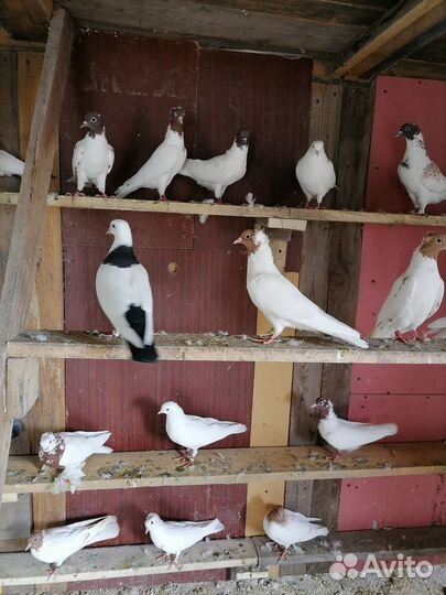 Продажа бакинских голубей