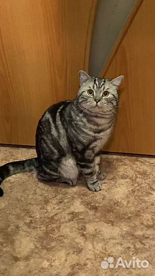 Шотландский кот вязка