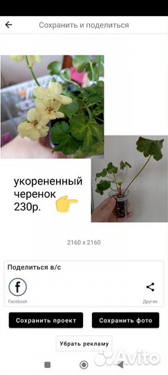 Черенки пеларгоний