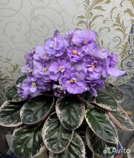 Фиалки мини и полумини