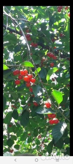 Вишня крупная осыпная (саженец)