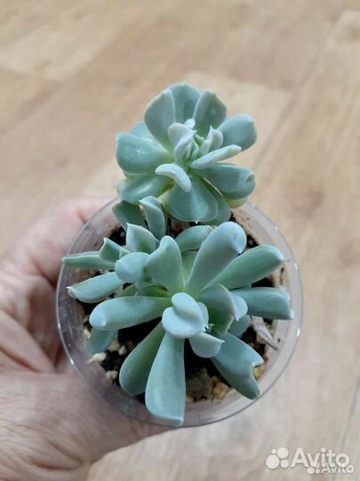 Седум буррито, оттона мясистая и др