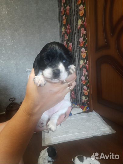 Продам щенков русский спаниель