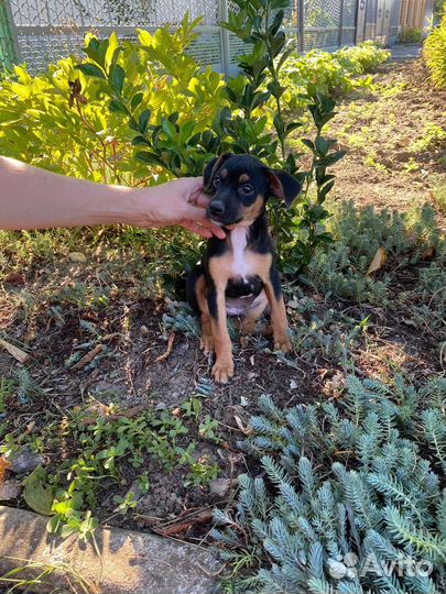 Патрик щенок от маленькой собачки