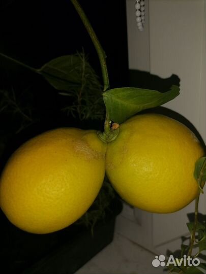 Лимон плодоносящие