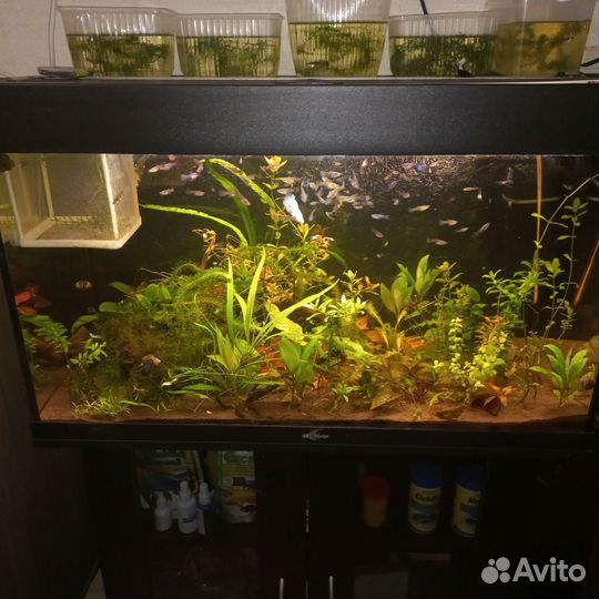Аквариум Биодизайн 150л