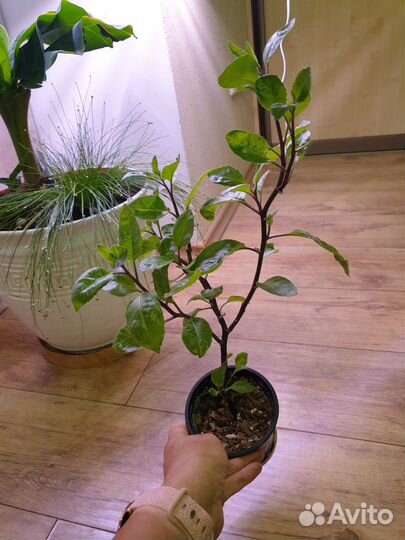 Джинура, хлорофитум Океан