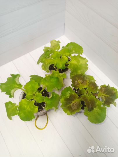 Фиалка Reigning Beaty