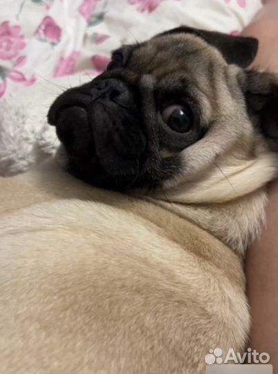 Вязка мопсик