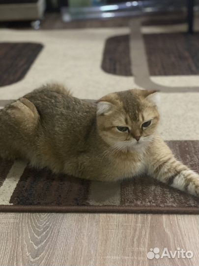 Шотландская вислоухая