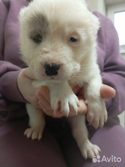 Щенки алабая продажа