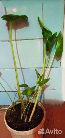 Калла, Шефлера, Драцена