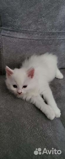 Кошки